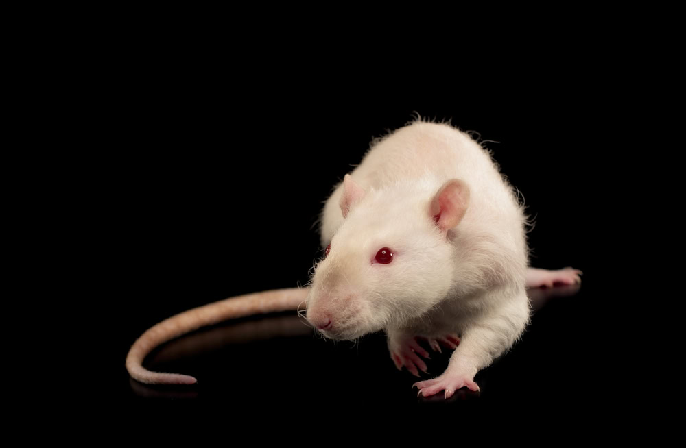 albino-rex-rat