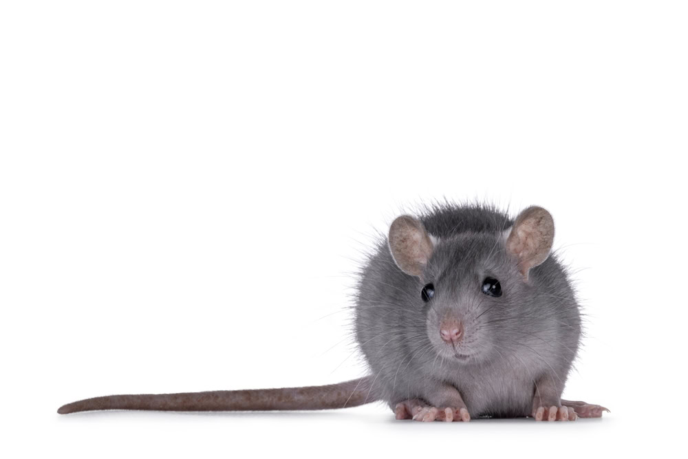 blue-rat-on-a-white-background