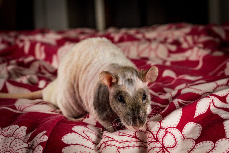 double-rex-rat-on-a-bed