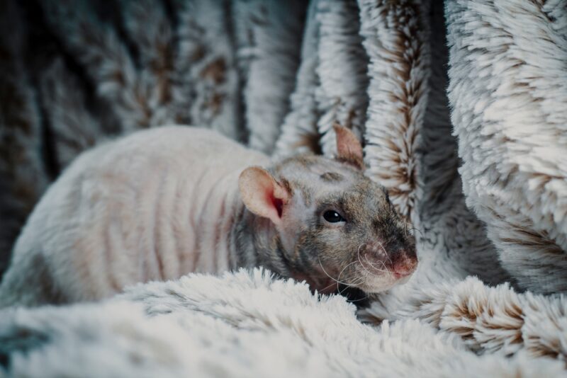 double-rex-rat-on-a-rug
