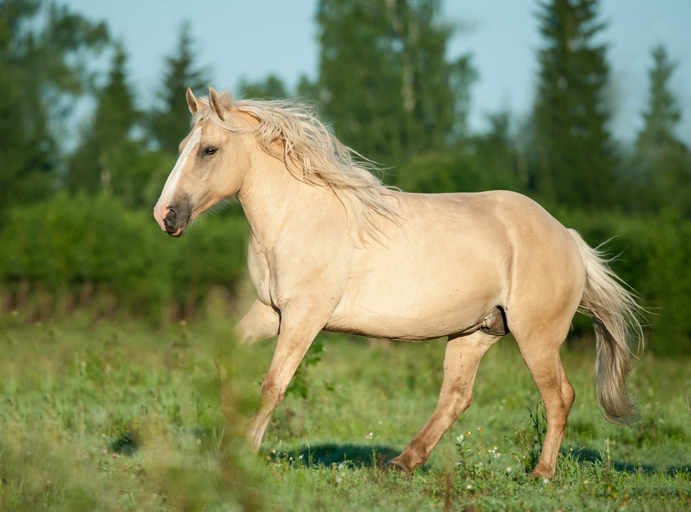 American Cream Draft