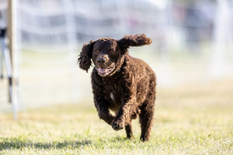 American Water Spaniel dog running outdoor