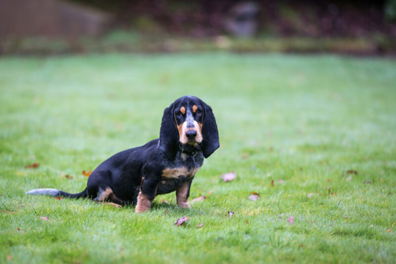 Basset Bleu de Gascogne sitting on grass