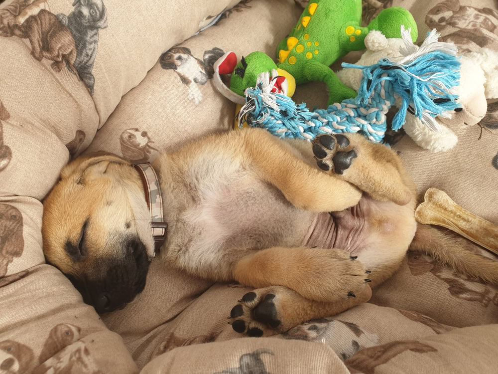 Black Mouth Cur puppy sleeping with toys