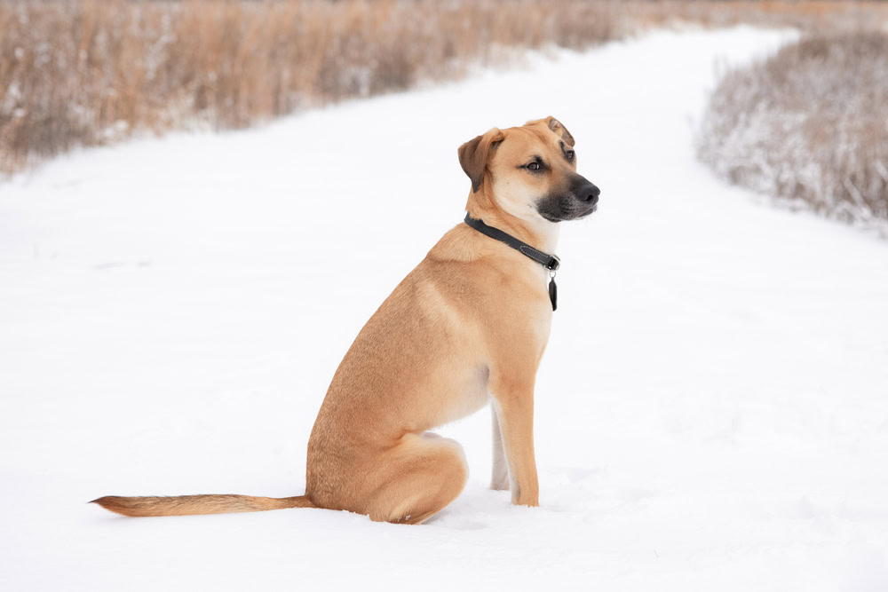 Black Mouth Cur sitting on snow
