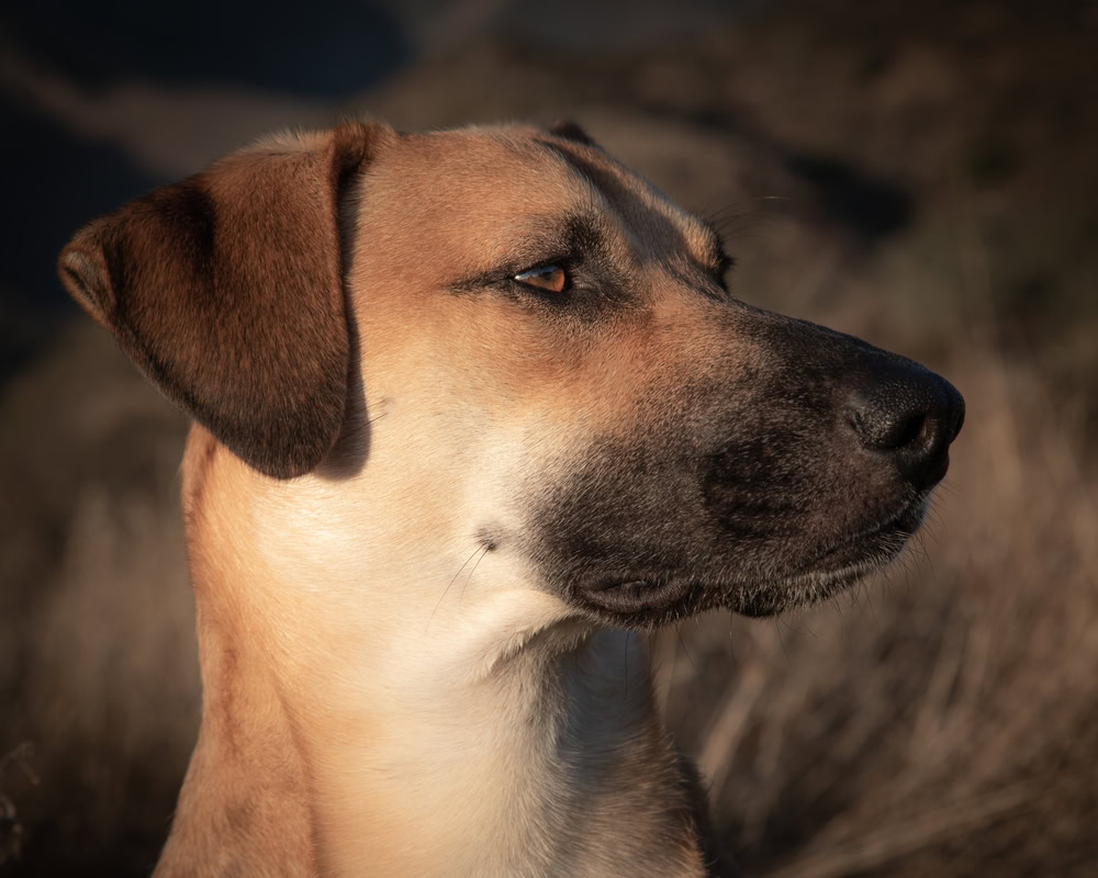 Black Mouth Cur