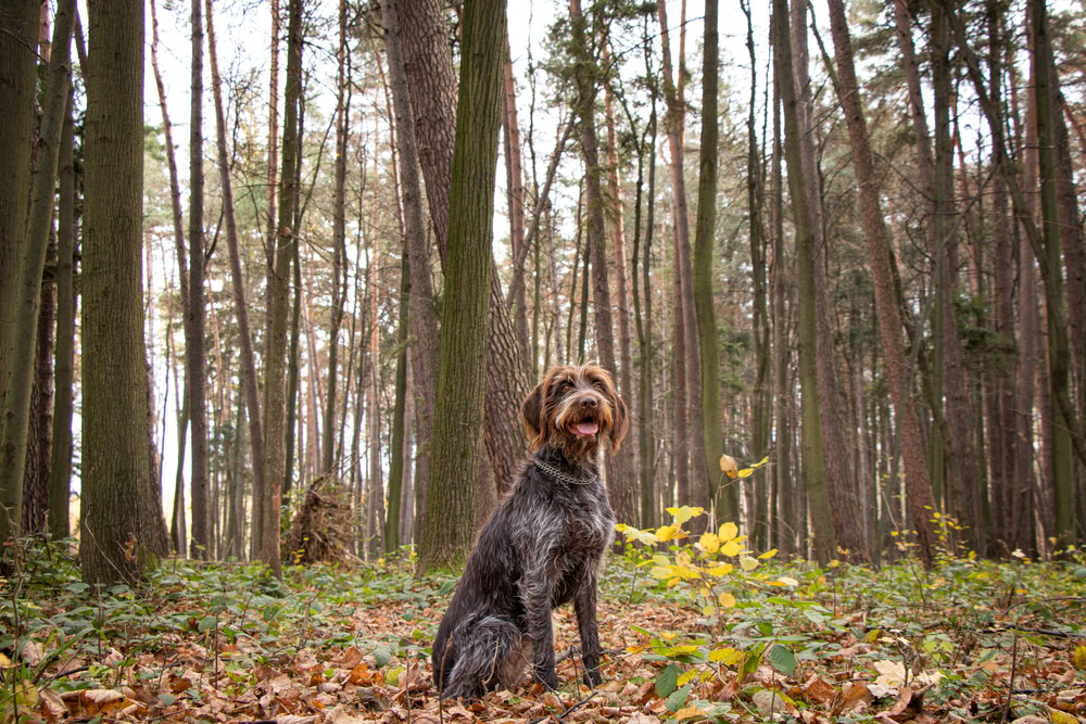 Female Wirehaired Pointing Griffon sitting in a forest