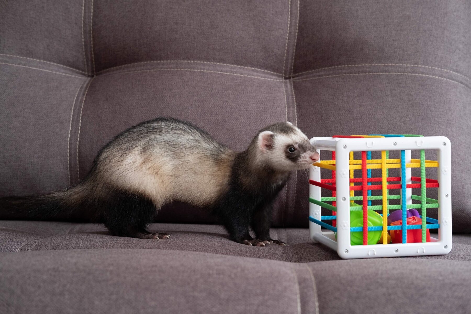 Ferret play on sofa home ferret care about ferrets