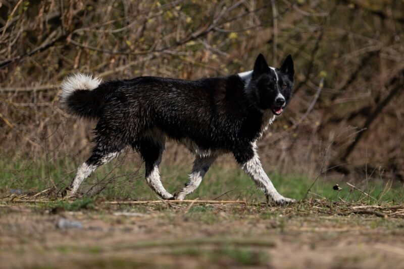 Karelian Bear Dog walking outdoor