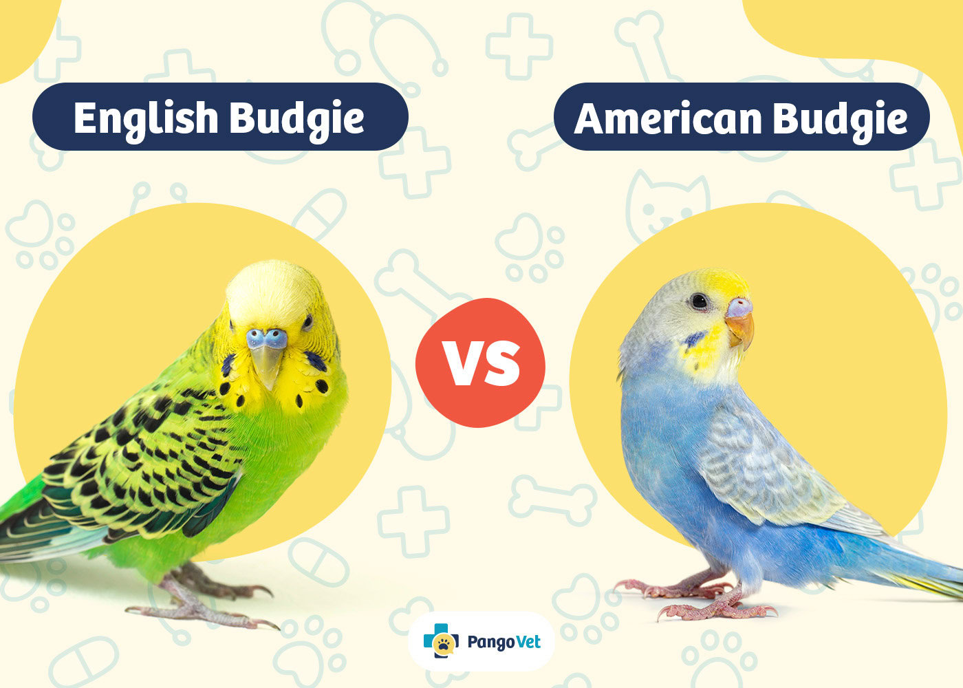 PangoVet_English Budgie vs American Budgie