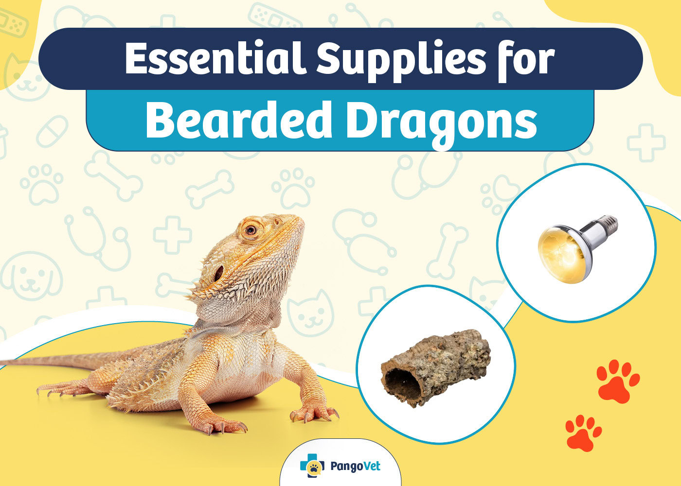 PangoVet_Essential Bearded Dragon Supplies
