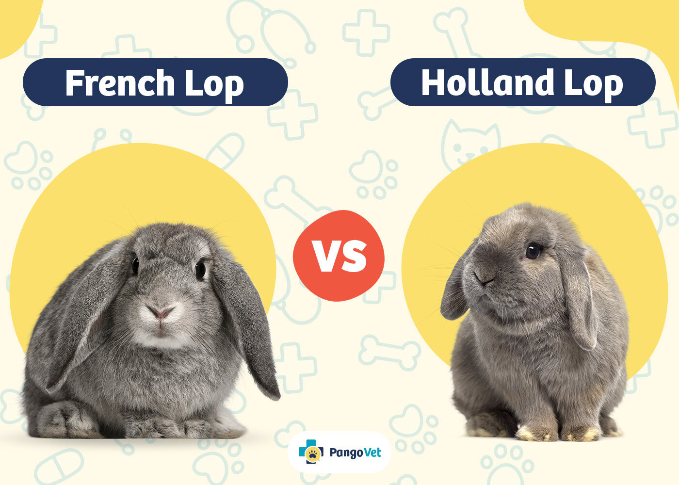 PangoVet_French Lop vs Holland Lop