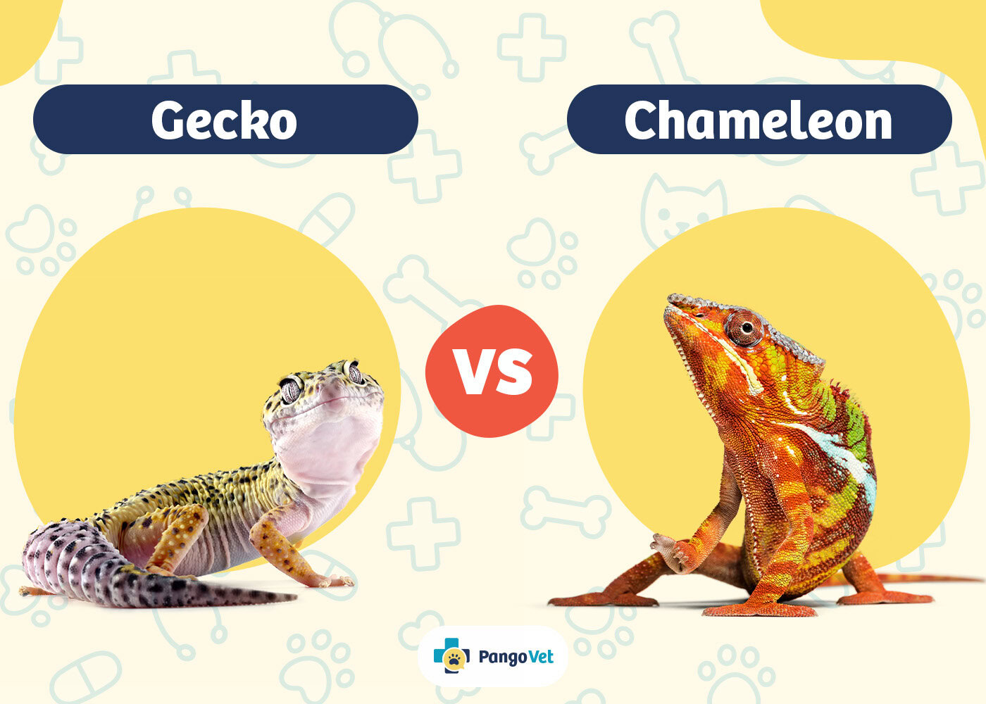 PangoVet_Gecko vs Chameleon