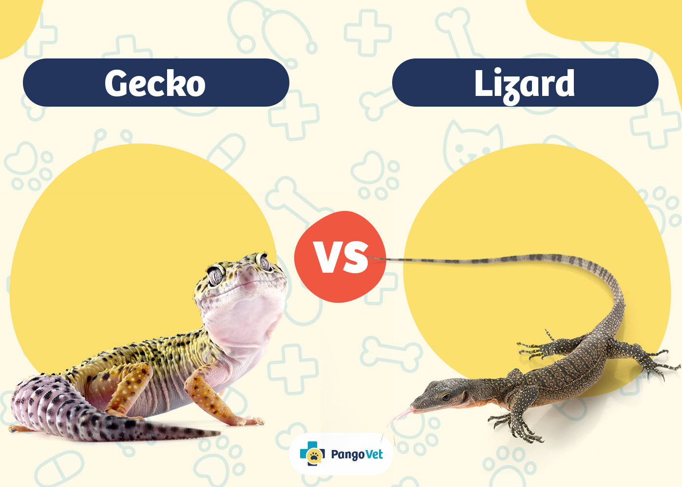 PangoVet_Gecko vs Lizard