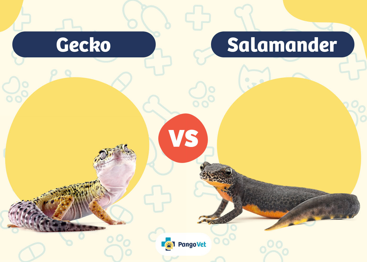 PangoVet_Gecko vs Salamander