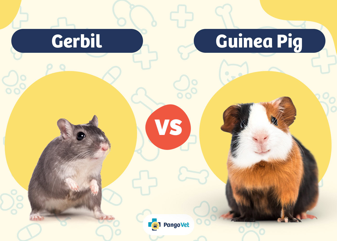 PangoVet_Gerbil vs Guinea Pig