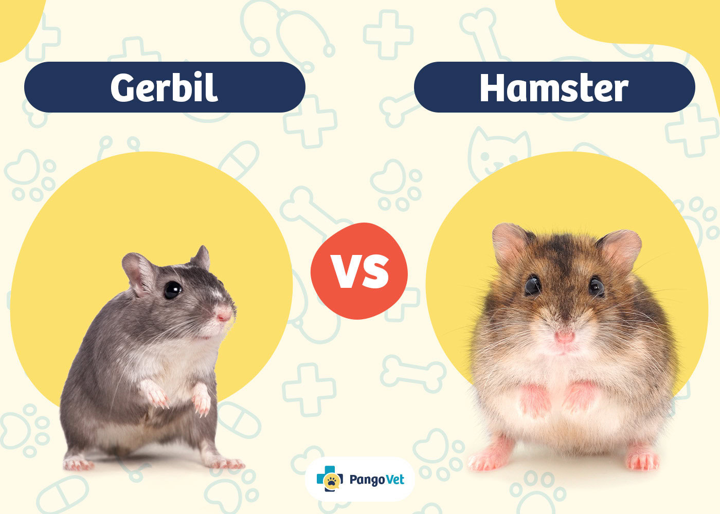 PangoVet_Gerbil vs Hamster