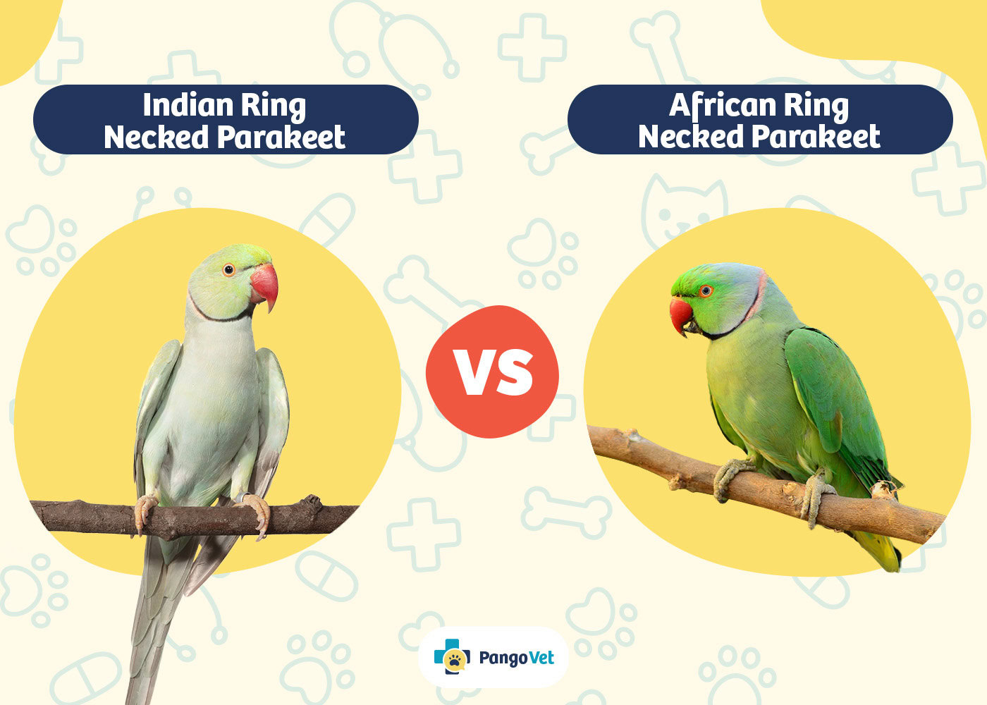 PangoVet_Indian vs African Ring-Necked Parakeet