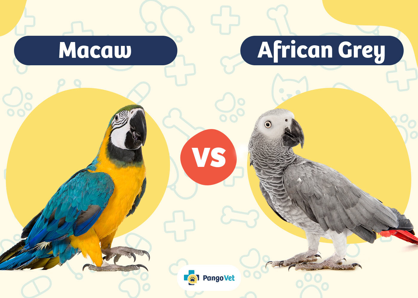 PangoVet_Macaw vs African Grey