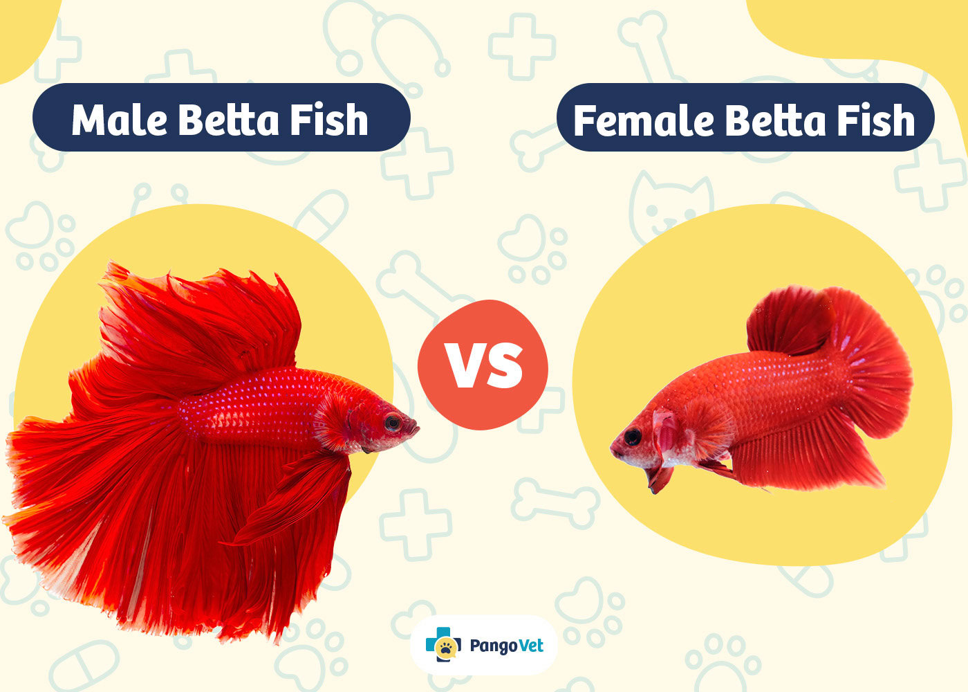 PangoVet_Male Betta Fish vs Female Betta Fish