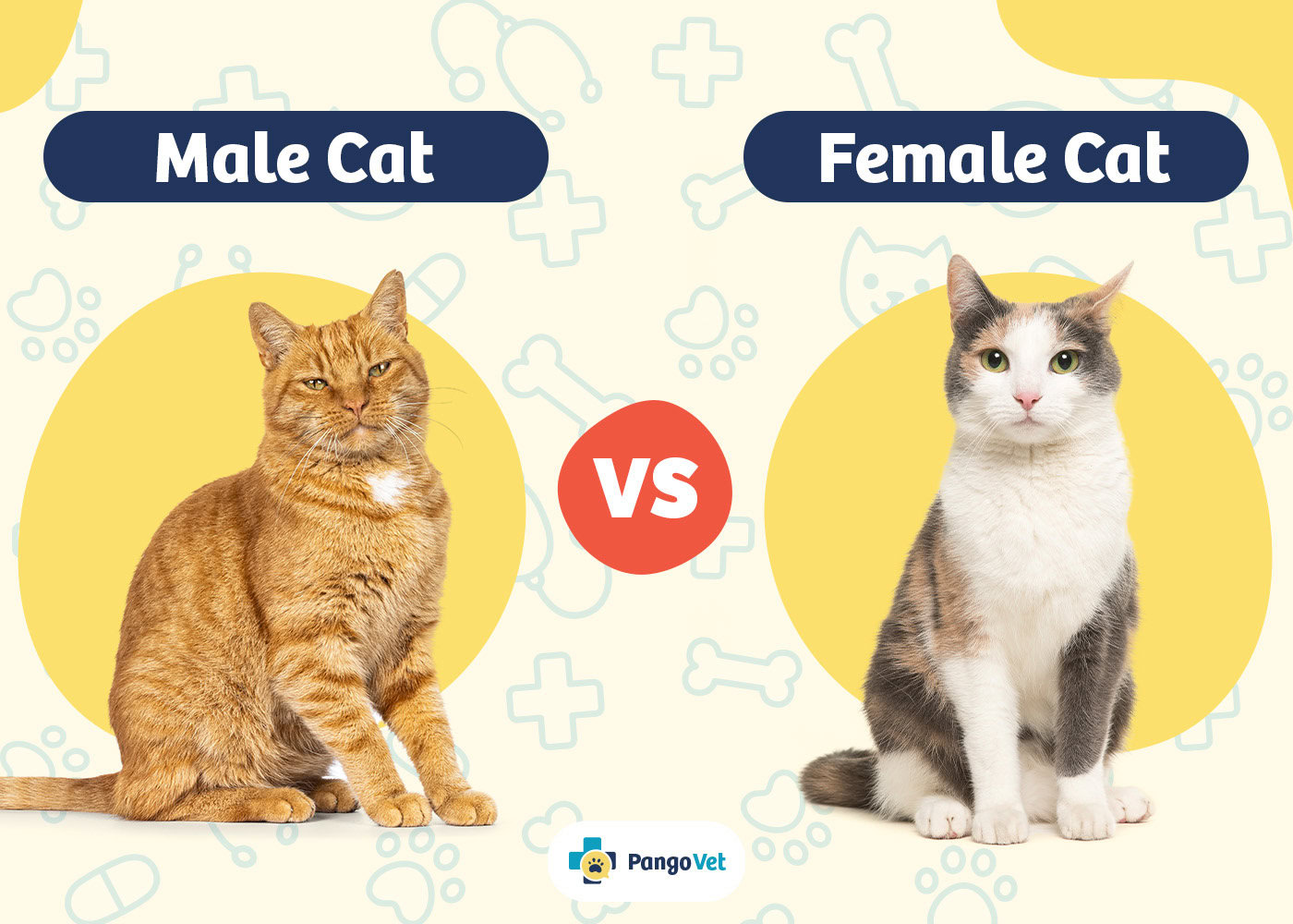 PangoVet_Male Cat vs Female Cat