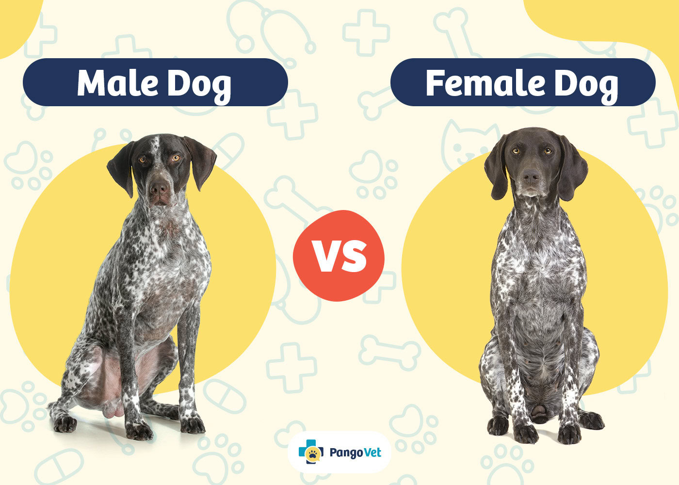 PangoVet_Male Dog vs Female Dog