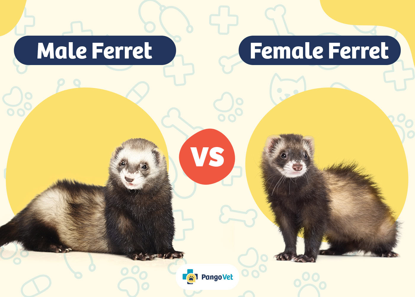 PangoVet_Male Ferret vs Female Ferret