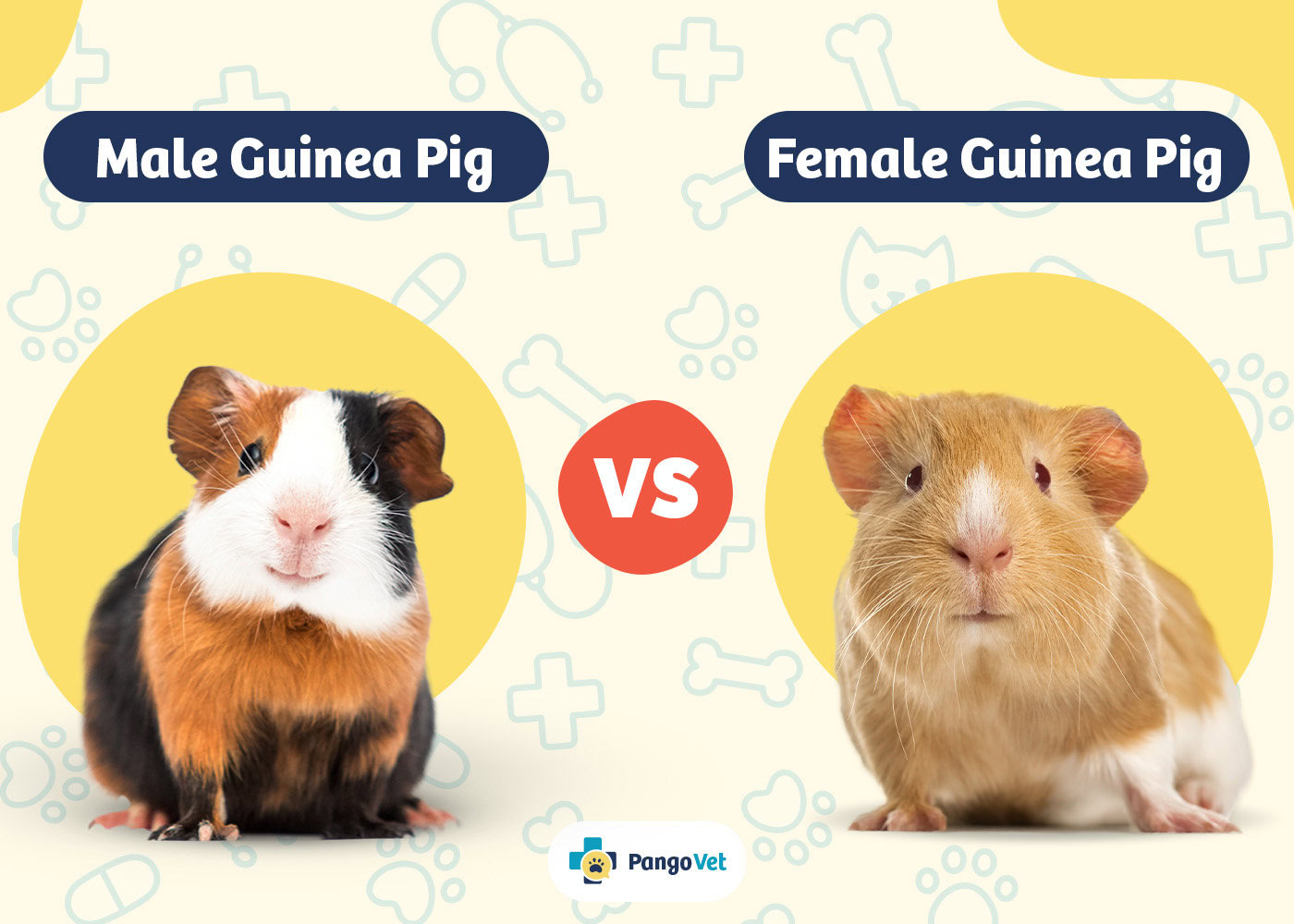PangoVet_Male Guinea Pig vs Female Guinea Pig