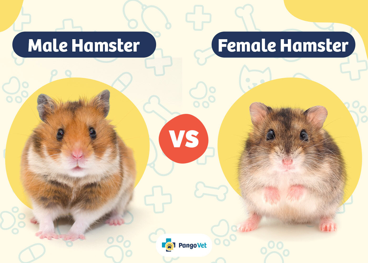 PangoVet_Male Hamster vs Female Hamster