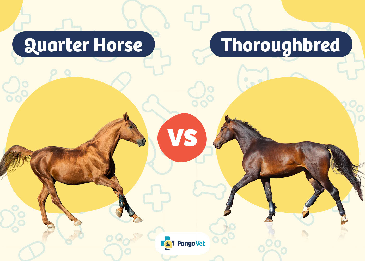 PangoVet_Quarter Horse vs Thoroughbred