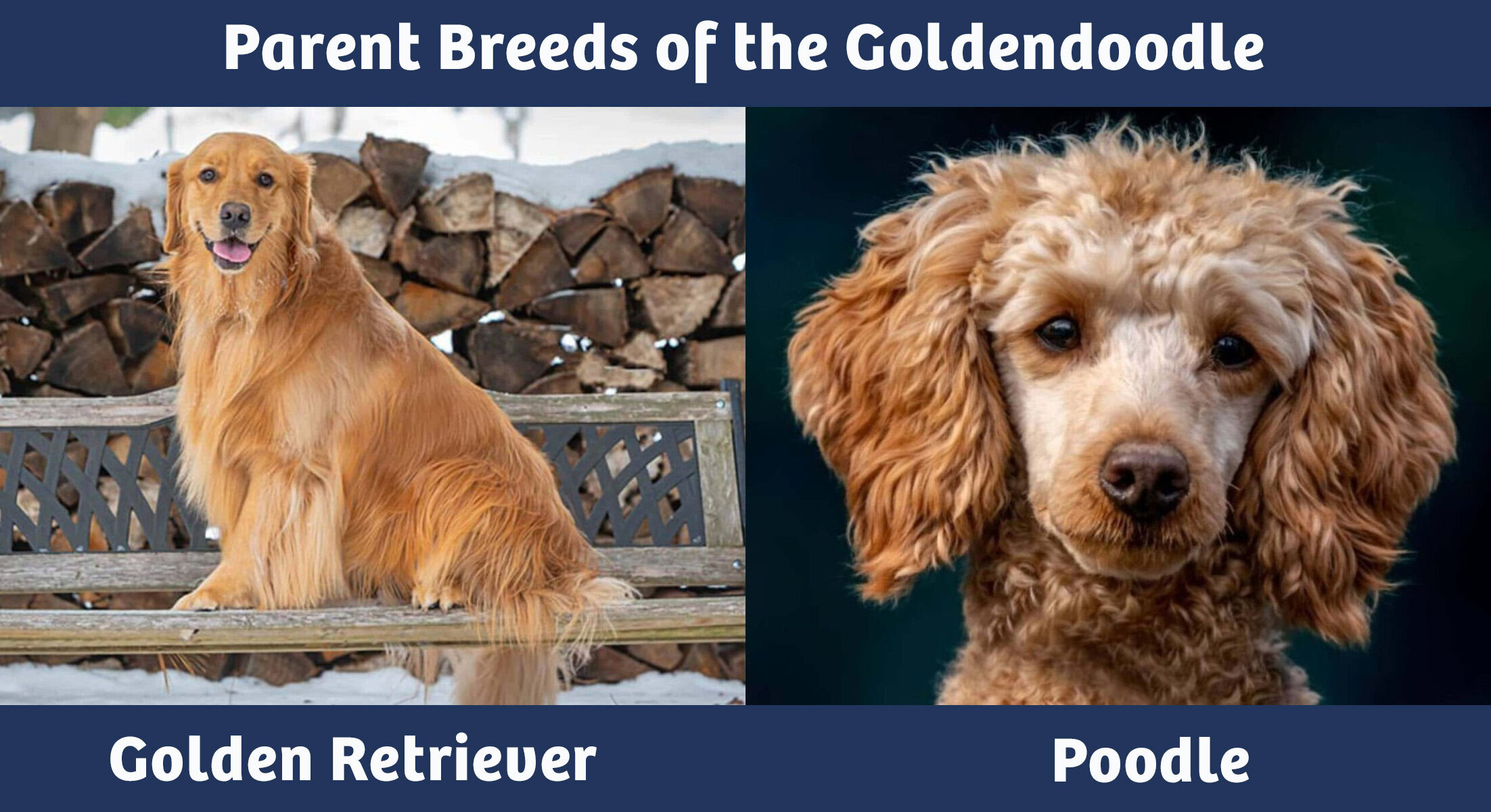 parent breeds of the goldendoodle