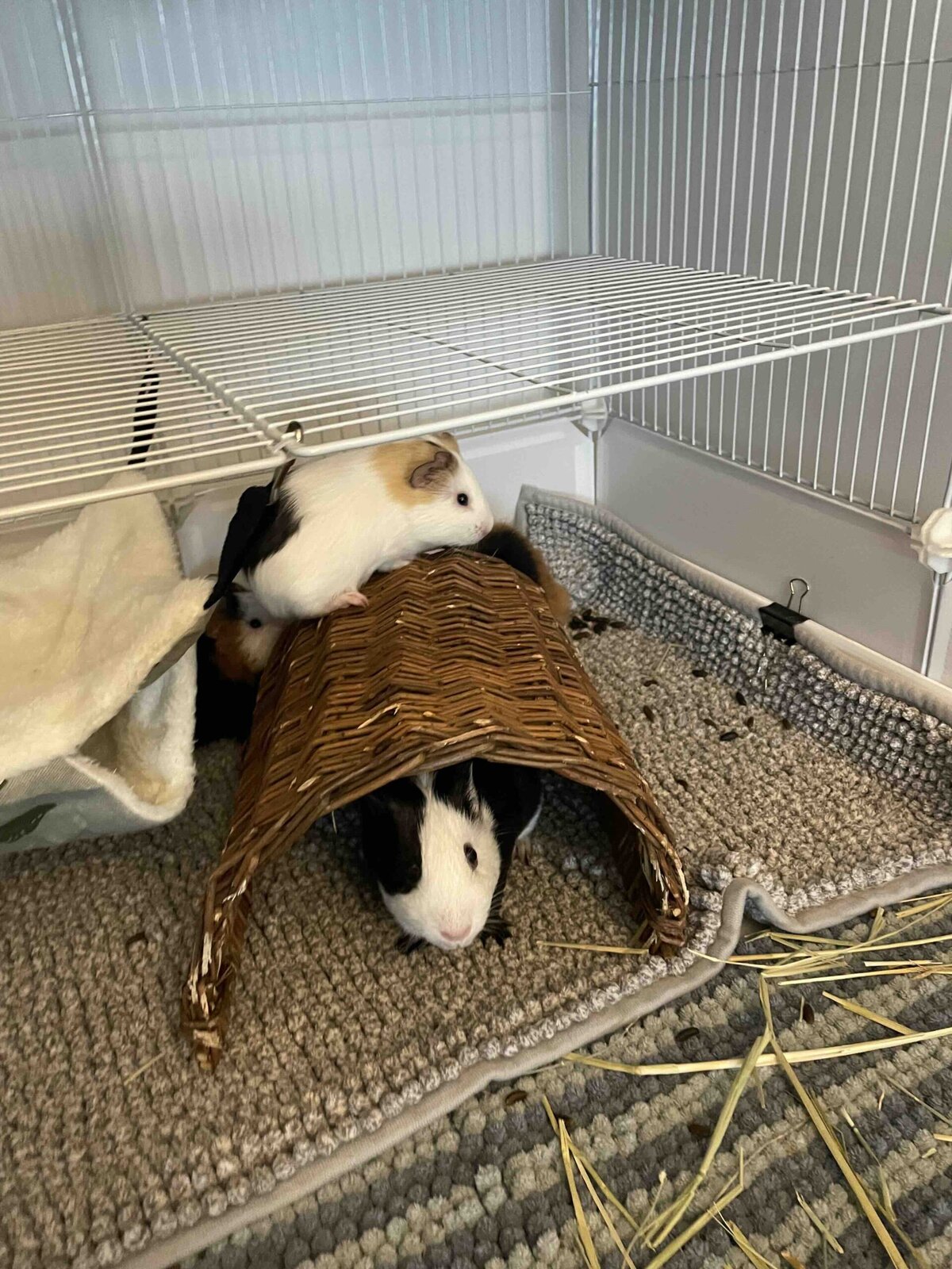 Two guinea pigs playing in cage and tunnel