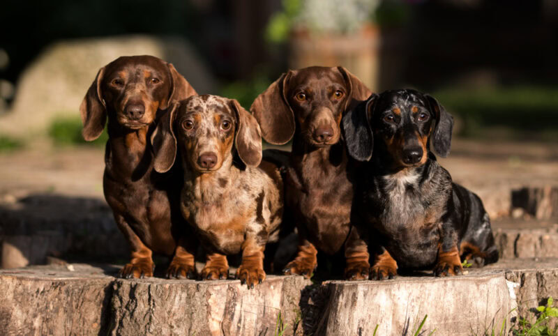 a group of dschshund dogs