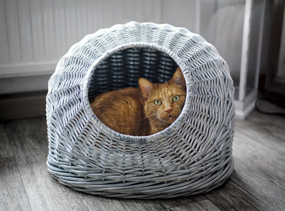 cat in a cat cave bed getting cozy
