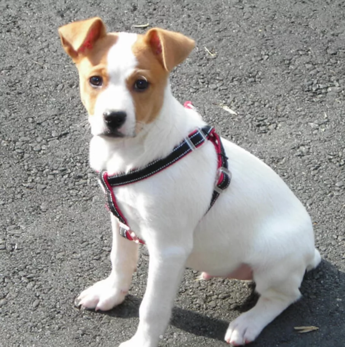 denmark-feist-puppy-standing-on-a-road