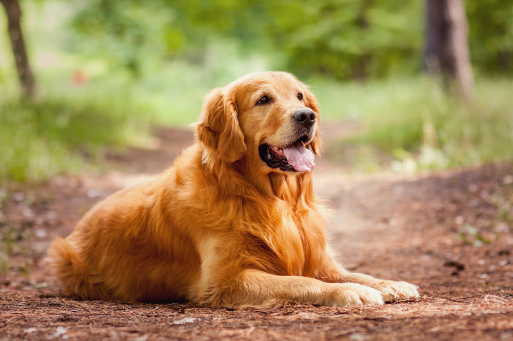 golden-retriever-lying-in-the-forest