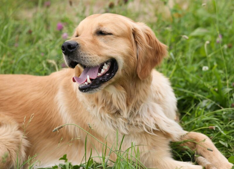golden-retriever-lying-in-the-grass-on-meadow