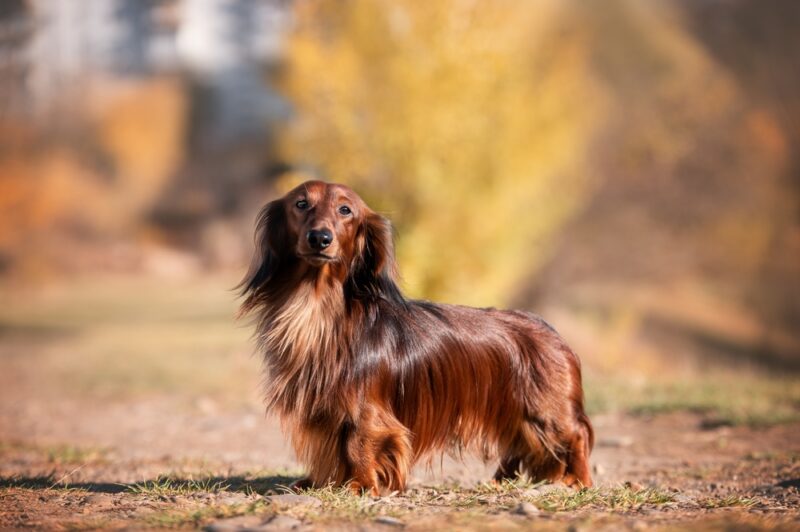 long haired dachshund dog standing outdoor