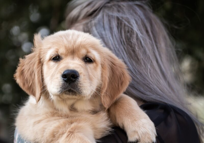owner-holding-golden-retriever-puppy