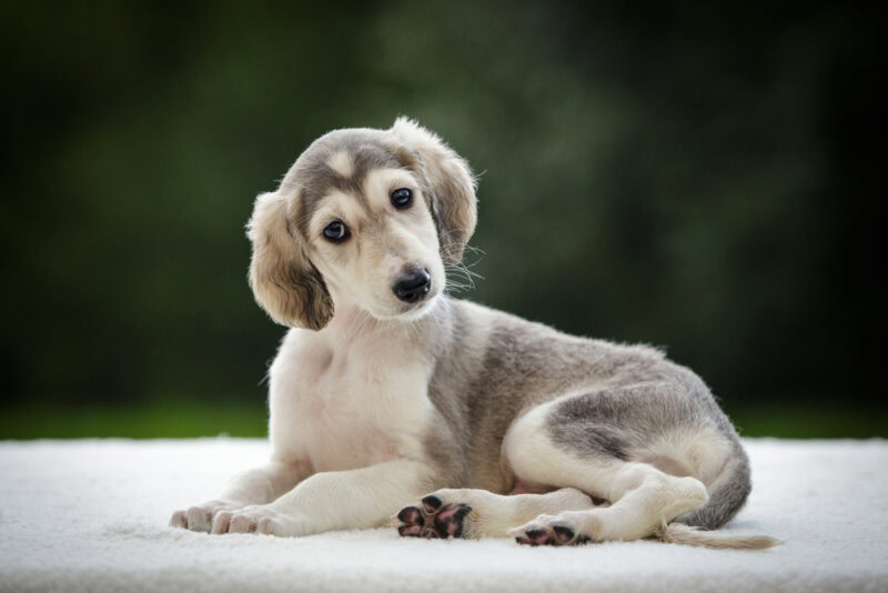 saluki puppy outdoor in summer