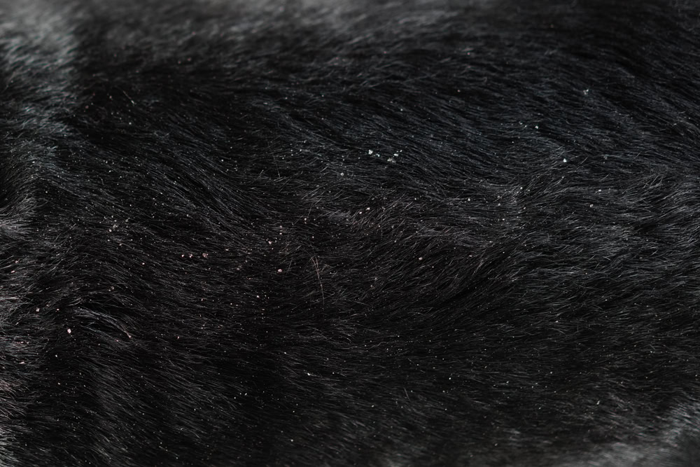 Close-up on dog hair dandruff