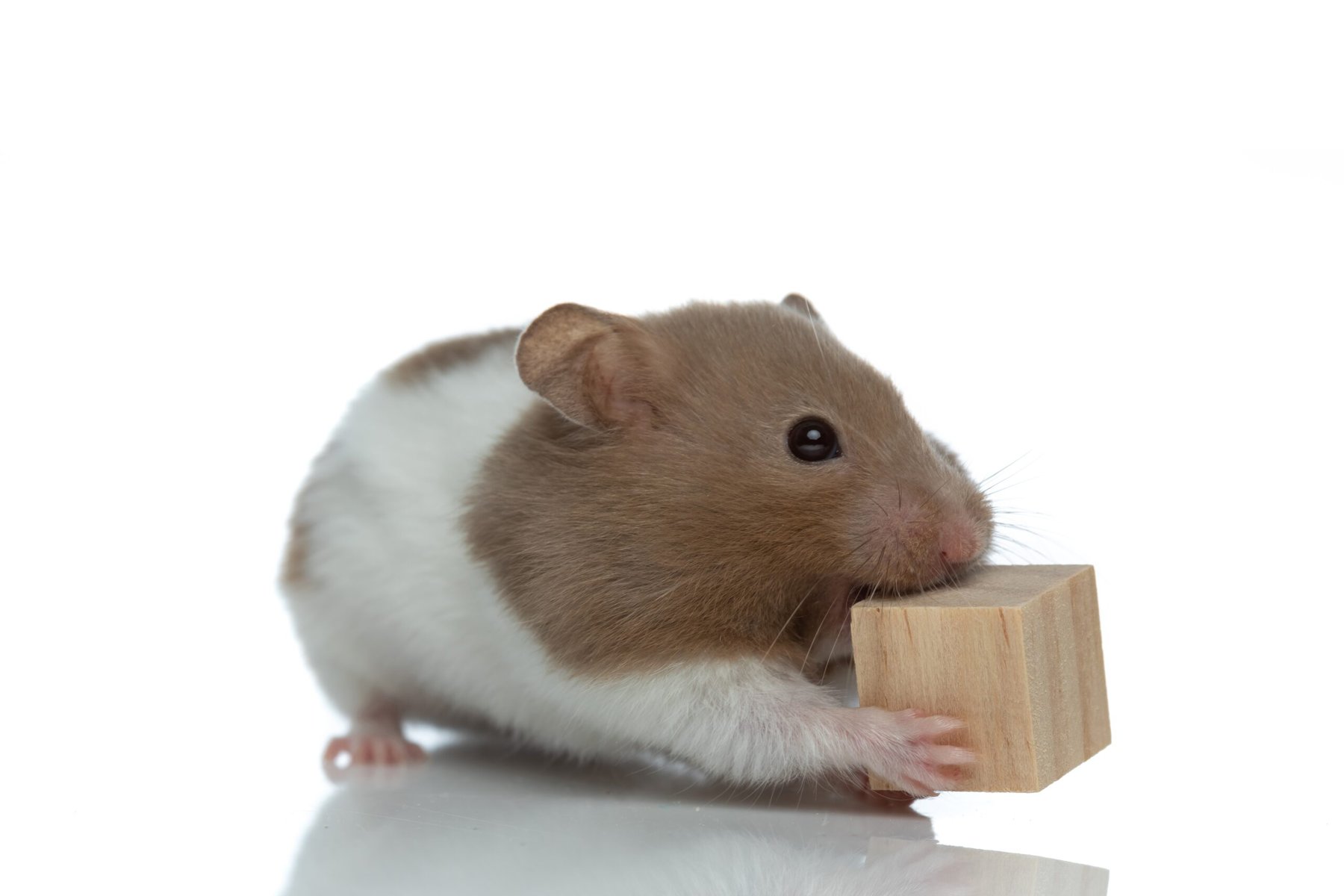 sweet syrian hamster chewing a wooden cube and feeling hungry on white studio background