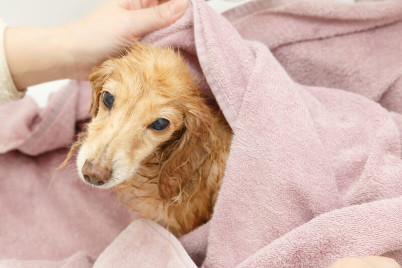 wiping dachshund dog with towel