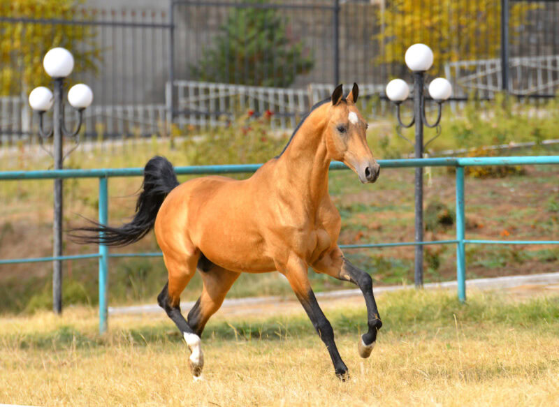 Bay-akhal-teke-breed-horse-running-in-gallop-in-the-sand-paddock