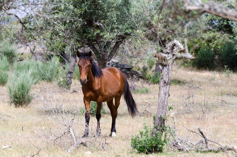 Garrano horses in Faia Brava, Portugal