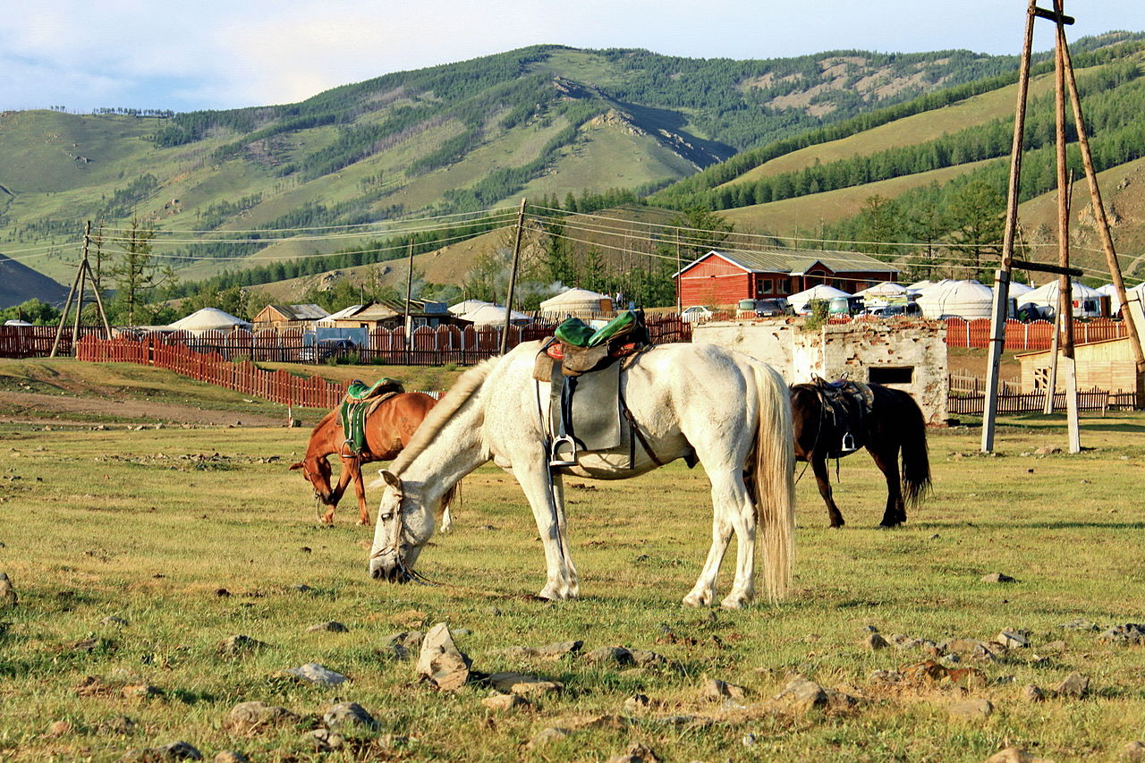 Mongolian horses in pasture, Konie_mongolskie_w_Parku_Narodowym_Gorchi-Tereldż_03