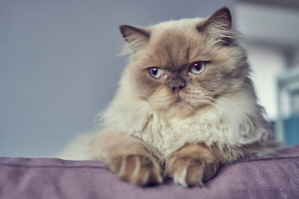 Portrait of Himalayan Scottish Blue point cat