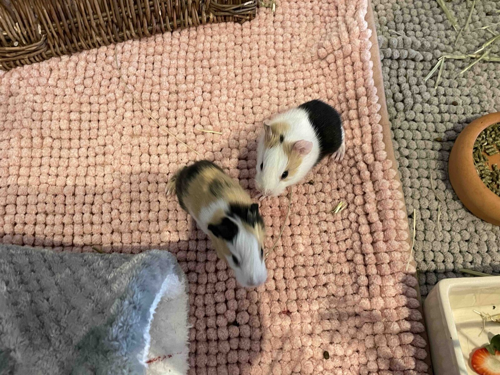 Two guinea pigs on a rug, Cait_Pangovet