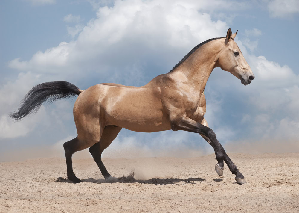 dun-akhal-teke-horse-on-a-desert