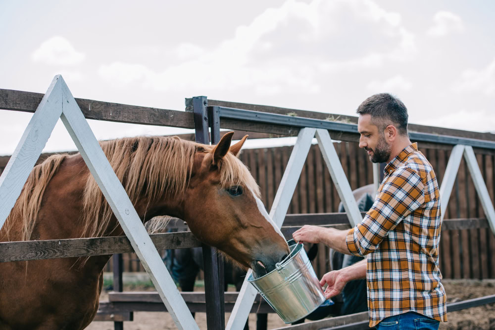 farmer holding bucket and feeding horse in stable